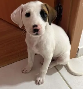 Cachorro raça SRD-ViraLata idade 2 a 6 meses nome Arya 