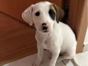 Cachorro raça SRD-ViraLata idade 2 a 6 meses nome Arya 