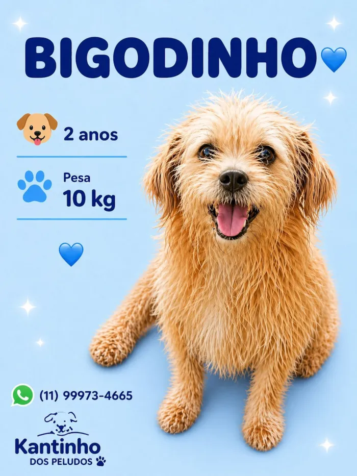 Cachorro raça SRD-ViraLata idade 2 anos nome Bigodinho 
