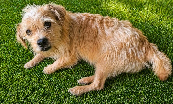 Cachorro raça SRD-ViraLata idade 2 anos nome Bigodinho 