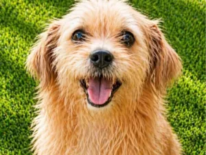 Cachorro raça SRD-ViraLata idade 2 anos nome Bigodinho 