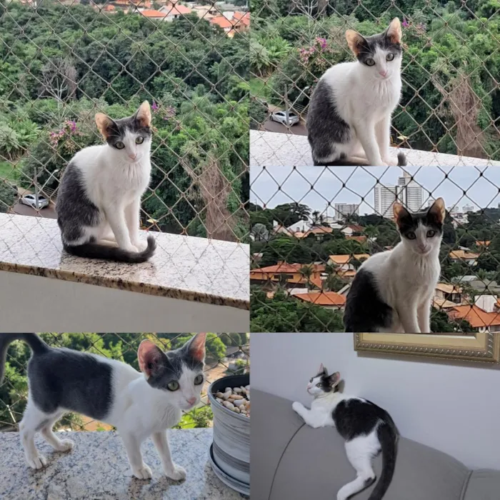 Gato raça SRD-ViraLata idade 2 a 6 meses nome Bento