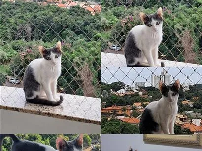 Gato raça SRD-ViraLata idade 2 a 6 meses nome Bento