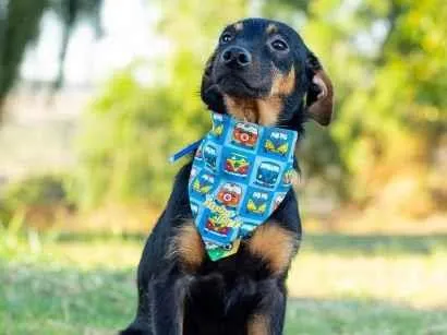 Cachorro raça SRD-ViraLata idade 2 anos nome James 