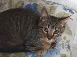 Gato raça SRD-ViraLata idade 2 a 6 meses nome Demetrios