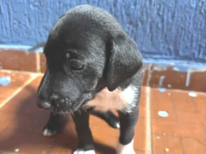 Cachorro raça SRD-ViraLata idade Abaixo de 2 meses nome Sem nome