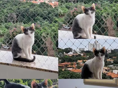 Gato raça SRD-ViraLata idade 2 a 6 meses nome Bento