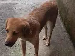 Cachorro raça SRD-ViraLata idade 2 anos nome estrela