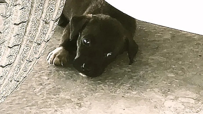 Cachorro raça SRD-ViraLata idade Abaixo de 2 meses nome Pedrita
