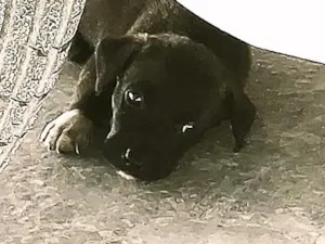 Cachorro raça SRD-ViraLata idade Abaixo de 2 meses nome Pedrita