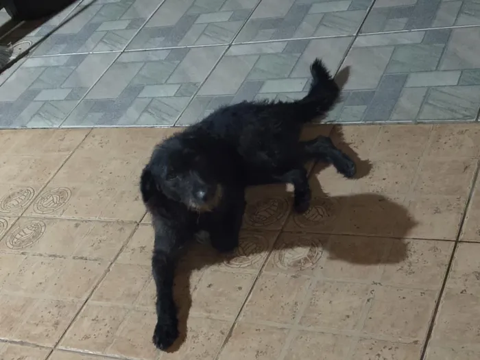 Cachorro raça SRD-ViraLata idade 1 ano nome Kovu