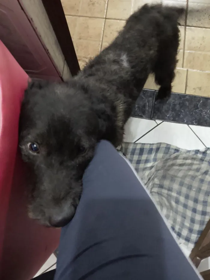 Cachorro raça SRD-ViraLata idade 1 ano nome Kovu