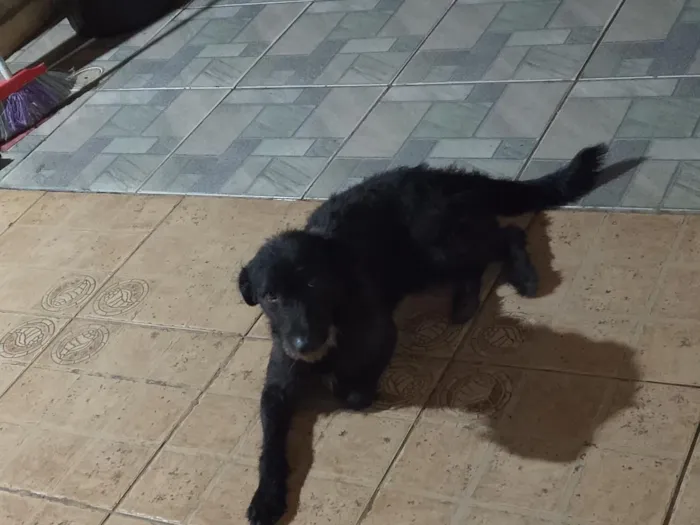Cachorro raça SRD-ViraLata idade 1 ano nome Kovu