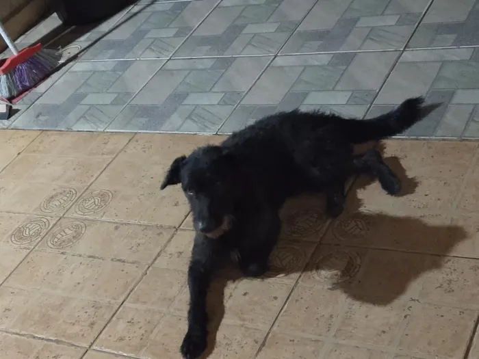 Cachorro raça SRD-ViraLata idade 1 ano nome Kovu