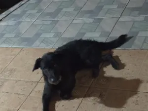 Cachorro raça SRD-ViraLata idade 1 ano nome Kovu