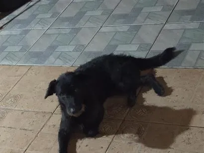 Cachorro raça SRD-ViraLata idade 1 ano nome Kovu
