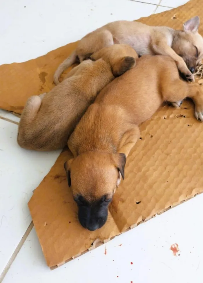 Cachorro raça SRD-ViraLata idade Abaixo de 2 meses nome Lola, Maia e Zaya