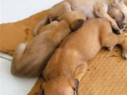 Cachorro raça SRD-ViraLata idade Abaixo de 2 meses nome Lola, Maia e Zaya