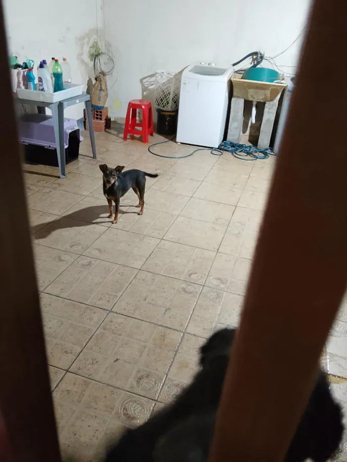 Cachorro raça SRD-ViraLata idade 1 ano nome Kiara