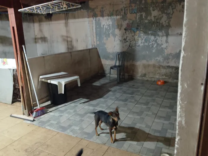 Cachorro raça SRD-ViraLata idade 1 ano nome Kiara