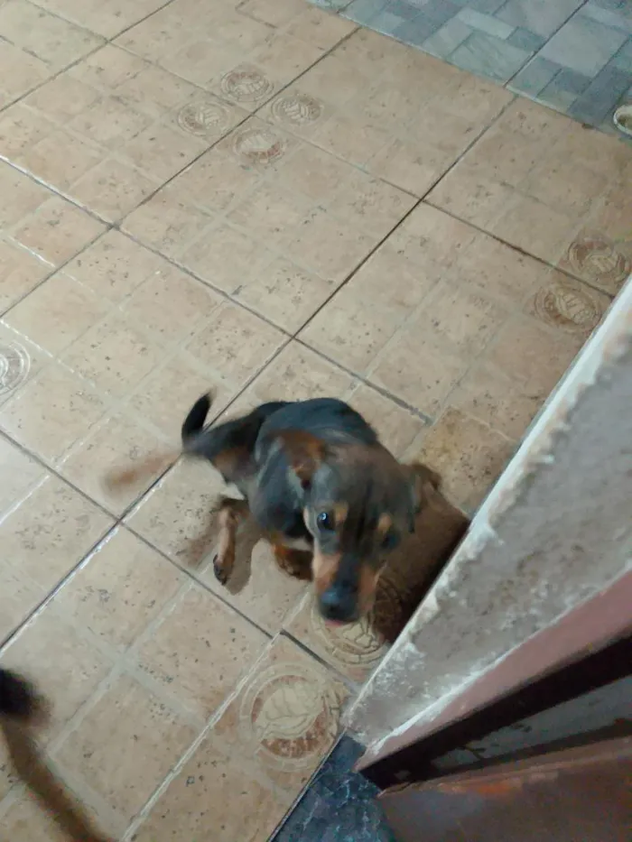 Cachorro raça SRD-ViraLata idade 1 ano nome Kiara