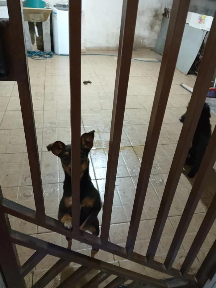 Cachorro raça SRD-ViraLata idade 1 ano nome Kiara