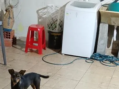 Cachorro raça SRD-ViraLata idade 1 ano nome Kiara