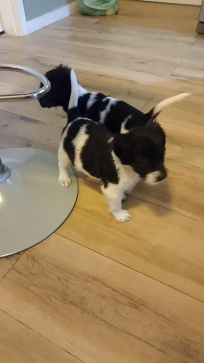 Cachorro raça SRD-ViraLata idade Abaixo de 2 meses nome Bolt e Cooke