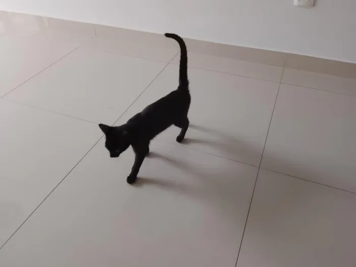 Gato raça SRD-ViraLata idade 2 a 6 meses nome Pantera