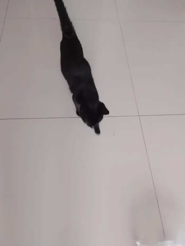 Gato raça SRD-ViraLata idade 2 a 6 meses nome Pantera