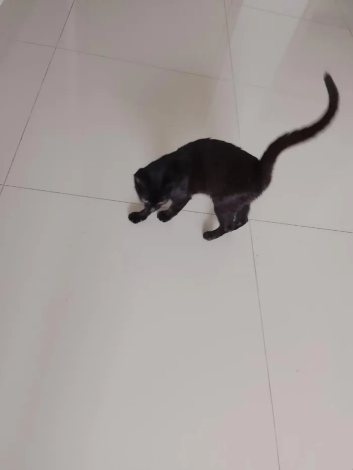 Gato raça SRD-ViraLata idade 2 a 6 meses nome Pantera