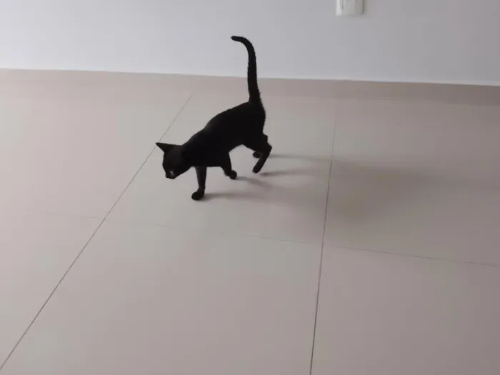 Gato raça SRD-ViraLata idade 2 a 6 meses nome Pantera