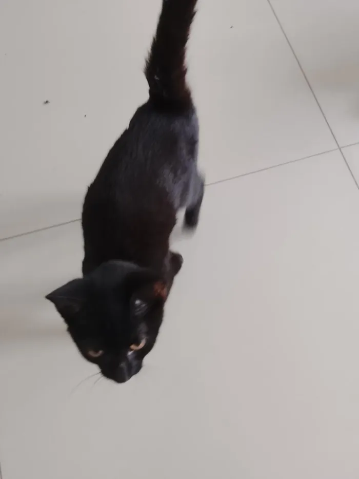 Gato raça SRD-ViraLata idade 2 a 6 meses nome Pantera