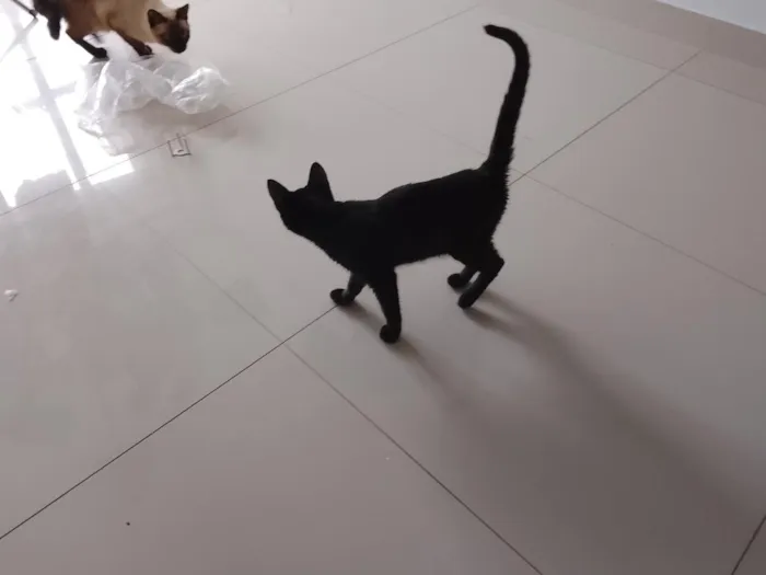 Gato raça SRD-ViraLata idade 2 a 6 meses nome Pantera