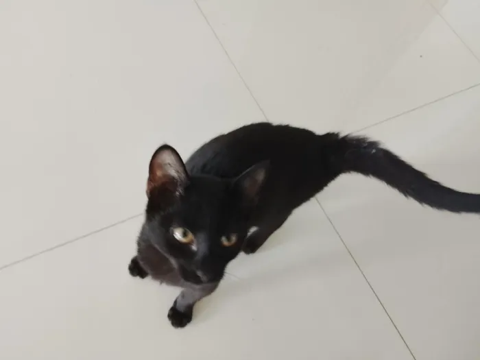 Gato raça SRD-ViraLata idade 2 a 6 meses nome Pantera