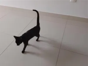 Gato raça SRD-ViraLata idade 2 a 6 meses nome Pantera