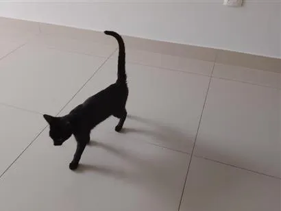 Gato raça SRD-ViraLata idade 2 a 6 meses nome Pantera