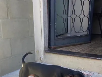 Cachorro raça Pinscher idade 7 a 11 meses nome Lola vira-lata miúdo dócil e obediente 