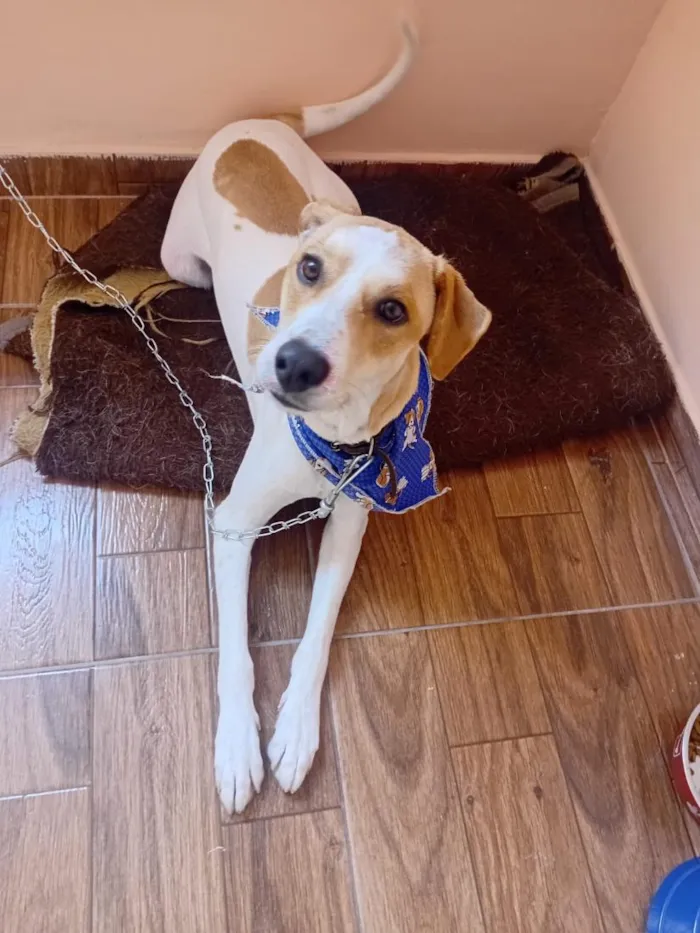 Cachorro raça SRD-ViraLata idade 2 anos nome Zeus