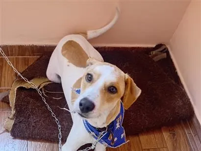 Cachorro raça SRD-ViraLata idade 2 anos nome Zeus