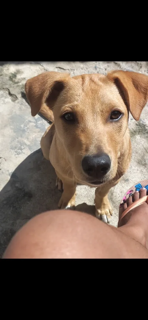 Cachorro raça SRD-ViraLata idade 1 ano nome Mel Marlon 