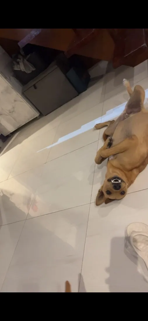 Cachorro raça SRD-ViraLata idade 1 ano nome Mel Marlon 