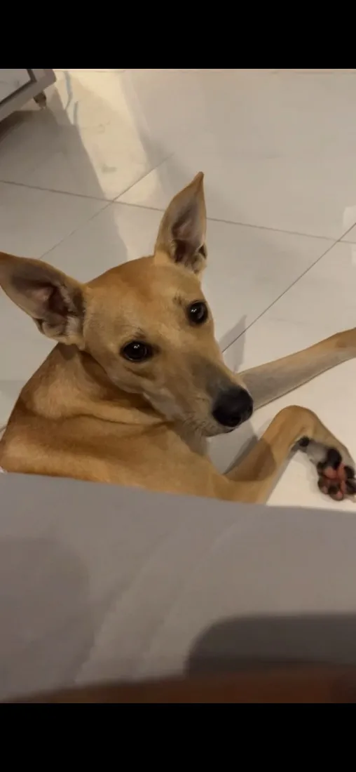Cachorro raça SRD-ViraLata idade 1 ano nome Mel Marlon 