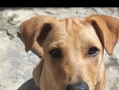 Cachorro raça SRD-ViraLata idade 1 ano nome Mel Marlon 