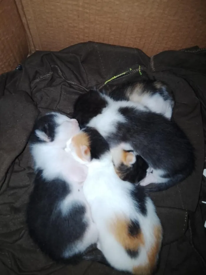 Gato raça SRD-ViraLata idade Abaixo de 2 meses nome Sem nomes