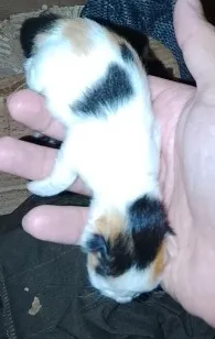 Gato raça SRD-ViraLata idade Abaixo de 2 meses nome Sem nomes