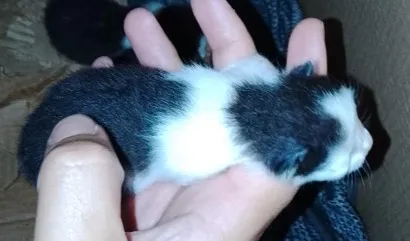 Gato raça SRD-ViraLata idade Abaixo de 2 meses nome Sem nomes