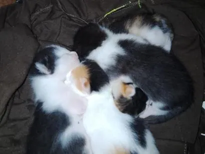 Gato raça SRD-ViraLata idade Abaixo de 2 meses nome Sem nomes