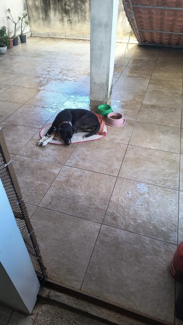 Cachorro raça SRD-ViraLata idade 1 ano nome Catarina