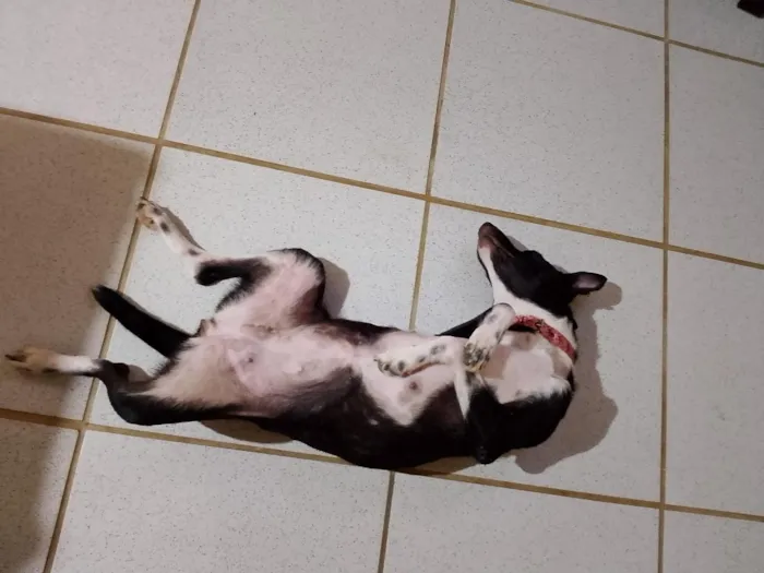 Cachorro raça SRD-ViraLata idade 1 ano nome Catarina